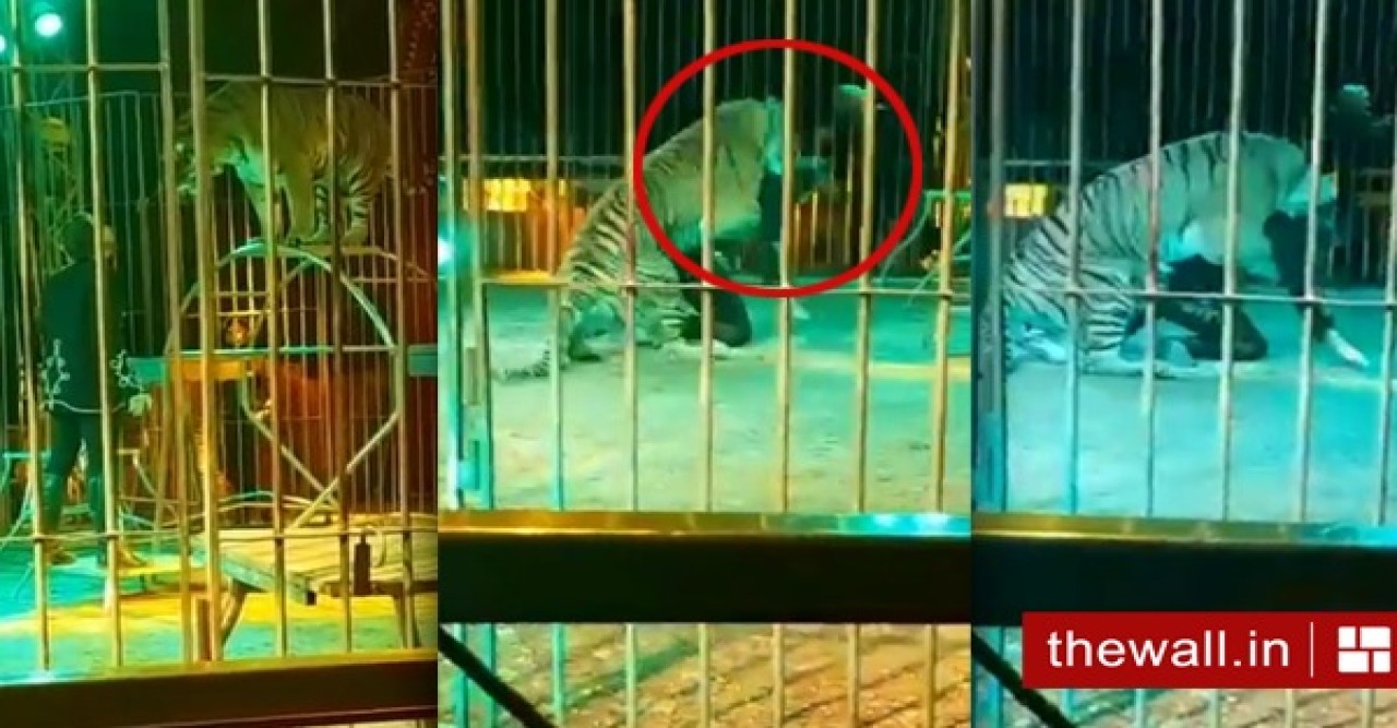 ভরা সার্কাসে রিং মাস্টারের ঘাড়ে এক লাফ বাঘের! তারপর… 