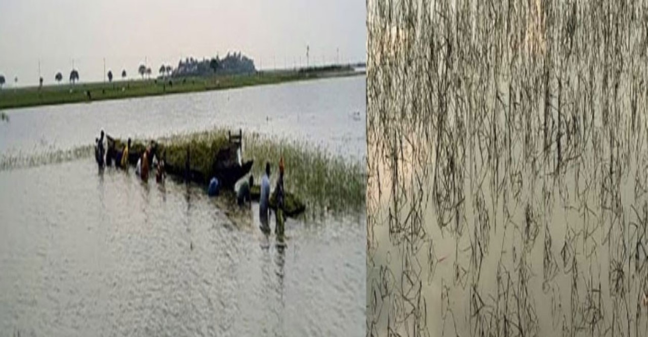 শেরপুর জেলা প্রাকৃতিক দূর্যোগে আগাম আমন ফসল হুমকির মূখেঃ কৃষকেরা সংকিত