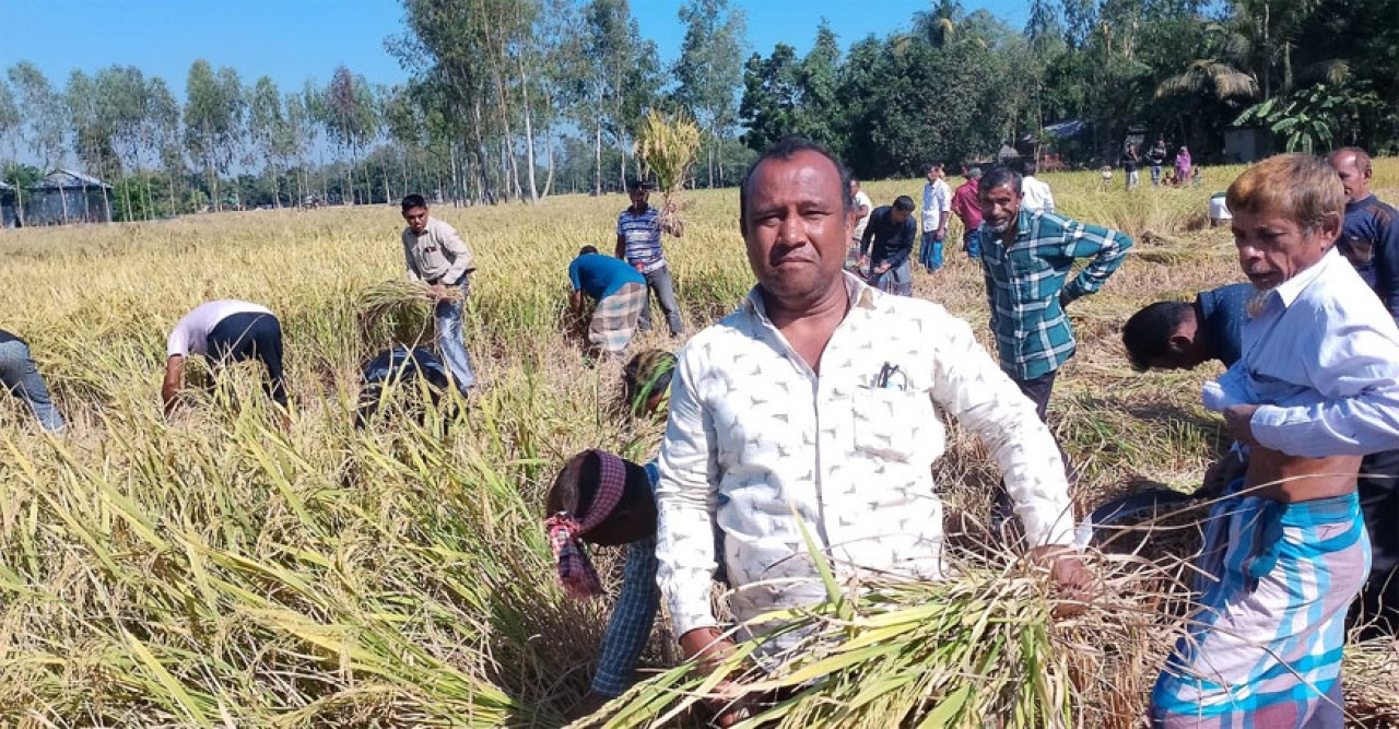 শেরপুর কারাগারে মিথ্যা মামলায় শ্রীবরদীর কৃষক, জমির ধান কেটে দিলেন বিএনপির নেতা-কর্মীরা