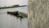 শেরপুর জেলা প্রাকৃতিক দূর্যোগে আগাম আমন ফসল হুমকির মূখেঃ কৃষকেরা সংকিত