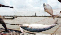 দিল্লিতে এক কেজির ইলিশ বিক্রি হচ্ছে ৩ হাজার রুপিতে !