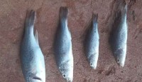 অস্ট্রেলিয়ায় হঠাৎ মাছবৃষ্টি
